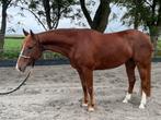 American Quarter Horse merrie, Dieren en Toebehoren, Paarden, Merrie, Minder dan 160 cm, Gechipt, Niet van toepassing