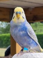 Regenboog grasparkieten, Dieren en Toebehoren, Vogels | Parkieten en Papegaaien, Geringd