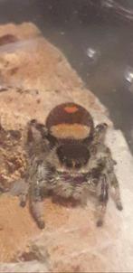 Springspin  phidippus soroa, Overige soorten, 0 tot 2 jaar