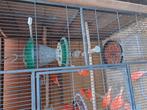Deze mogen verhuizen, Dieren en Toebehoren, Vogels | Kanaries