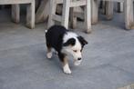 Tricolor Border Collie pupje, Animaux & Accessoires, Chiens | Bergers & Bouviers, Colley, Plusieurs, Parvovirose, Belgique