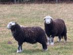 Herdwick ooilammeren met stamboek, Dieren en Toebehoren, Schapen, Geiten en Varkens, Vrouwelijk, Schaap, 0 tot 2 jaar
