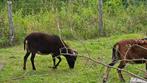 Soay ooi schaap, Dieren en Toebehoren, Schapen, Geiten en Varkens, Vrouwelijk, Schaap, 3 tot 5 jaar