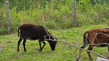 Soay ooi schaap beschikbaar voor biedingen