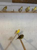 Raza kanaries, Dieren en Toebehoren