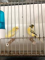 Gele kanarie poppen, Dieren en Toebehoren, Vogels | Kanaries, Vrouwelijk, Kleurkanarie