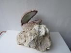 Vintage schelp op fossiel gesteente Collectors item, Schelp(en), Ophalen of Verzenden
