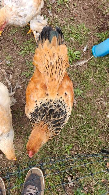 Brahma haan beschikbaar voor biedingen