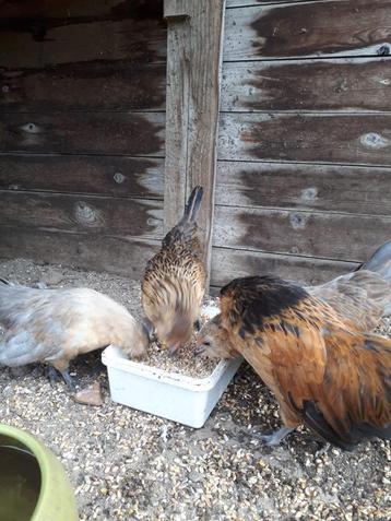 Vier Antwerpse baardkrieltjes beschikbaar voor biedingen