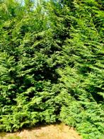 Haagplanten, Tuin en Terras, Ophalen