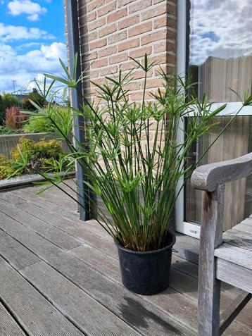 Parapluplant beschikbaar voor biedingen