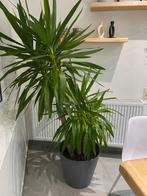 Grote Yucca kamerplant – 1m80 hoog – €100, Ophalen