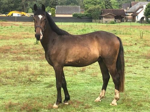 Veelbelovende 4 jarige D Pony met Potentieel!, Dieren en Toebehoren, Pony's, Ruin, Zadelmak, D pony (1.37m tot 1.48m), Springpony
