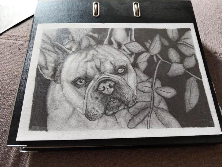 Realistische tekening portret Franse bulldog, Huis en Inrichting, Woonaccessoires | Schilderijen, Tekeningen en Foto's, Tekening