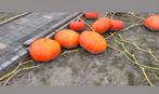 Bio pompoenen voor te bereiden of Halloween, Ophalen, Nieuw