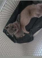 Laatste Britse korthaar kitten te reserveren pure ras, Dieren en Toebehoren, Kater, Ontwormd, 0 tot 2 jaar