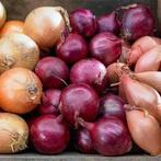 Verse ajuin, Ophalen