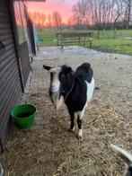 Geiten, Animaux & Accessoires, Moutons, Chèvres & Cochons, Plusieurs animaux, Chèvre, 0 à 2 ans