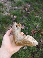 Fossiele onderkaak/kin mammoet - Noordzee, Ophalen of Verzenden, Fossiel