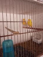kanaries, Dieren en Toebehoren