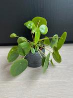 Pannenkoekenplanten, Ophalen