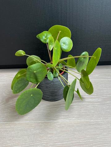Pannenkoekenplanten beschikbaar voor biedingen