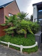 Palmboom  zaailingen Trachicarpus Fortunei tot -18, Tuin en Terras, Ophalen of Verzenden, Vaste plant