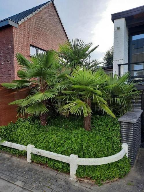 Palmboom  zaailingen Trachicarpus Fortunei tot -18, Tuin en Terras, Planten | Tuinplanten, Vaste plant, Ophalen of Verzenden