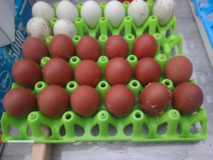 Broedeieren Marans Zwartkoperhals, Dieren en Toebehoren, Pluimvee