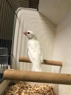 Witte pop padda/rijstvogel, Dieren en Toebehoren