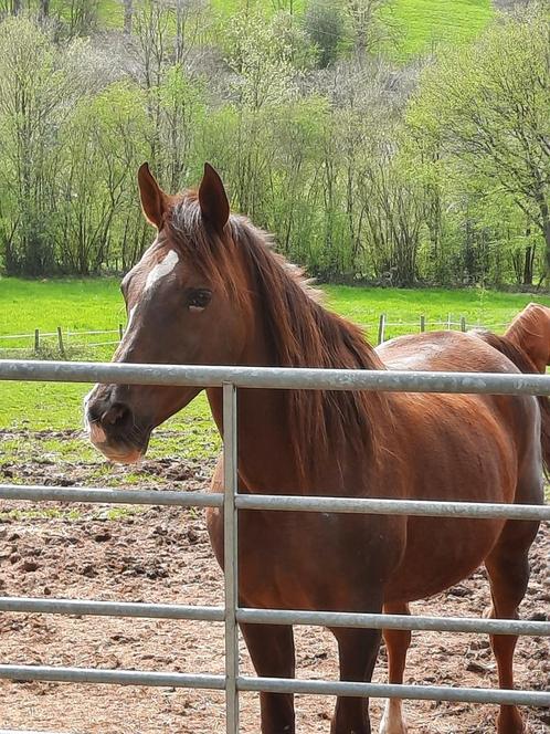 Pension prairie pour cheval  dans petite écurie privee, Dieren en Toebehoren, Paarden en Pony's | Verzorgingsproducten, Zo goed als nieuw
