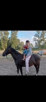 Lieve Hackney te koop, Dieren en Toebehoren, Merrie