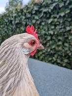 2 bassette liégeoise hennen ( Luikse bassette), Dieren en Toebehoren, Vrouwelijk