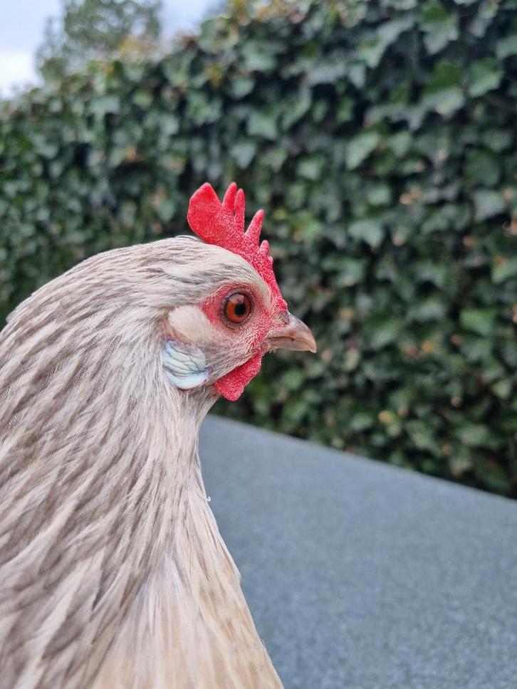 2 poules bassette liégeoise (Bassette liégeoise), Animaux & Accessoires, Oiseaux | Oiseaux Autre, Femelle