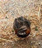 Harlekijn kwartel, Dieren en Toebehoren, Vogels | Overige Vogels