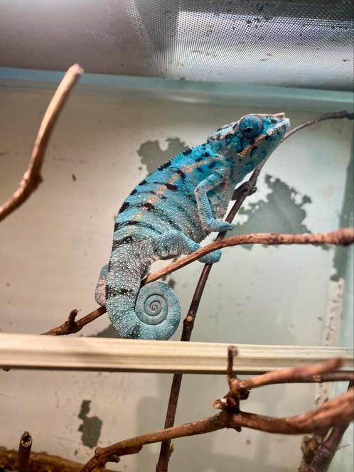 Furcifer pardalis, Dieren en Toebehoren, Reptielen en Amfibieën