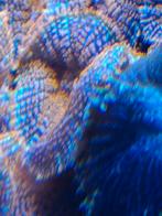 Oortje, Dieren en Toebehoren, Vissen | Aquaria en Toebehoren, Ophalen