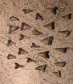 Lotje Fossiele haaientanden, Verzenden, Fossiel