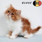 Exotic Longhair - kittens te koop (Belgisch), Dieren en Toebehoren, Katten en Kittens | Raskatten | Langhaar, Meerdere dieren