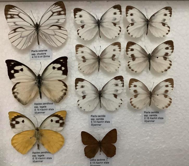 Vlinders uit Myanmar, 3€ / specimen, Verzamelen, Dierenverzamelingen, Zo goed als nieuw, Ophalen of Verzenden