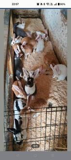 Nog 5 Duitse reuzen te koop 25€ allemaal meertjes van 4,5 m, Dieren en Toebehoren, Konijnen