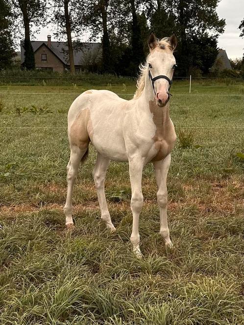 Paint veulen, Dieren en Toebehoren, Pony's, Hengst, Westernpony, 0 tot 2 jaar, Gechipt, Ontwormd, Ingeënt
