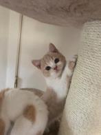 Brits korthaar kittens ️, Meerdere dieren, Gechipt, 0 tot 2 jaar