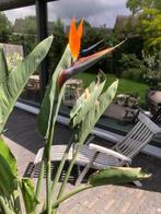 Strelitzia Reginae (paradijsvogelplant), Tuin en Terras, Planten | Tuinplanten, Ophalen of Verzenden, Zomer, Vaste plant, Volle zon