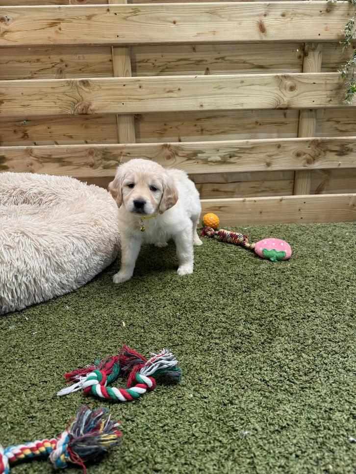 Prachtige golden retriever pups, Animaux & Accessoires, Chiens | Retrievers, Épagneuls & Chiens d'eau, Plusieurs animaux, Golden retriever