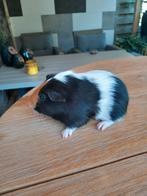 Mooie cavia beertjes, Dieren en Toebehoren, Knaagdieren, Cavia