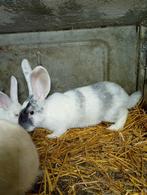 Jonge konijnen, Groot