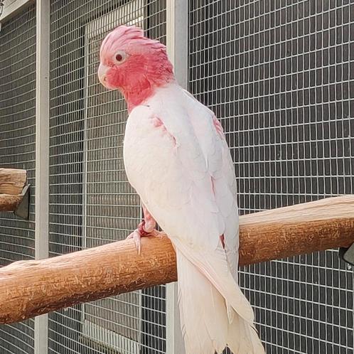Prachtige lutino rose kaketoes, Dieren en Toebehoren, Vogels | Parkieten en Papegaaien, Papegaai, Meerdere dieren, Geringd