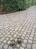 Rode Japanse esdoorn in pot, Enlèvement, En pot