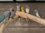 Halsbandparkieten, Animaux & Accessoires, Oiseaux | Perruches & Perroquets, Plusieurs animaux, Perruche, Bagué